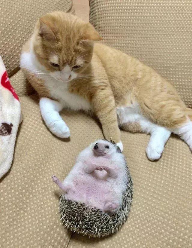 猫咪竟然跟刺猬交朋友,手速快就不怕扎手了吗?