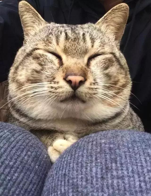 猫脸太大自拍镜头都装不下,猫咪无奈表示:怪我喽?