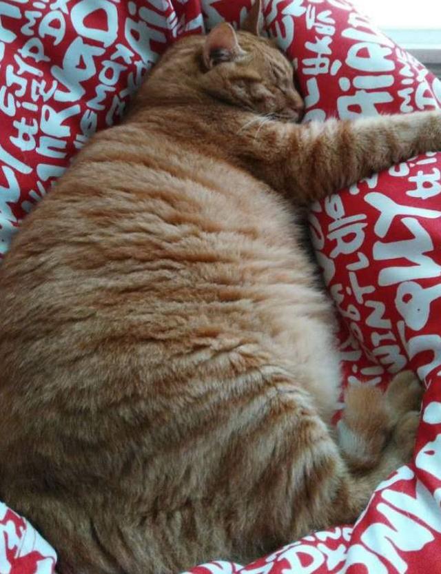 橘猫|猫咪|过年_新浪新闻