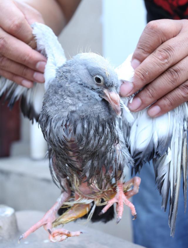 趣闻一只鸽子四条腿