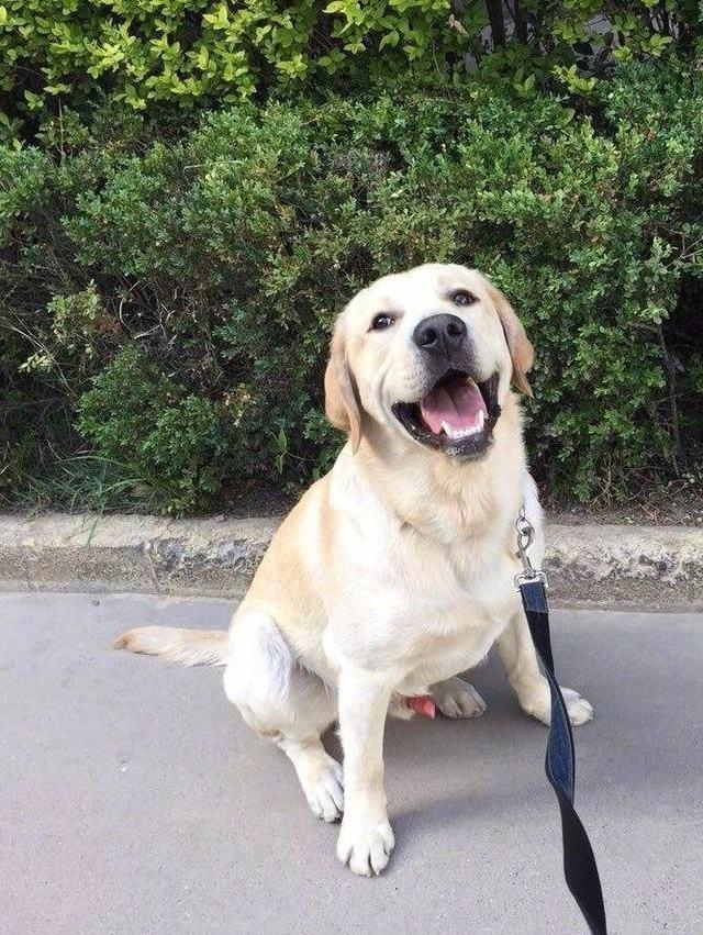 养什么拉布拉多?只会扰乱你的生活!来看看它的十宗罪!