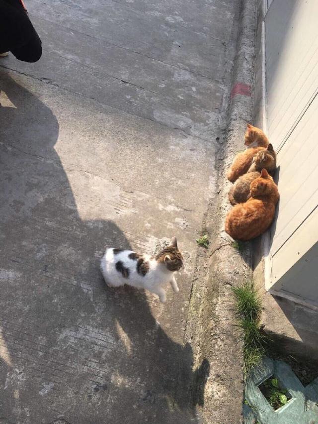4只萌猫晒太阳 一只显得很特别 网友:颜色不一样的烟火!
