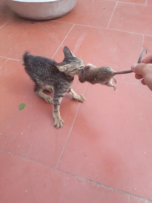 城里姑娘见猫咪嘴里叼着老鼠,担心吃下去太脏,伸手去抢,可是猫