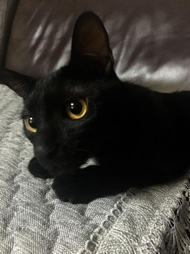 欧拉黑猫4s店电话