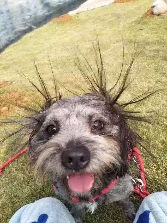 冬天最愁"静电",狗子们分分钟炸毛!这被动技能厉害了