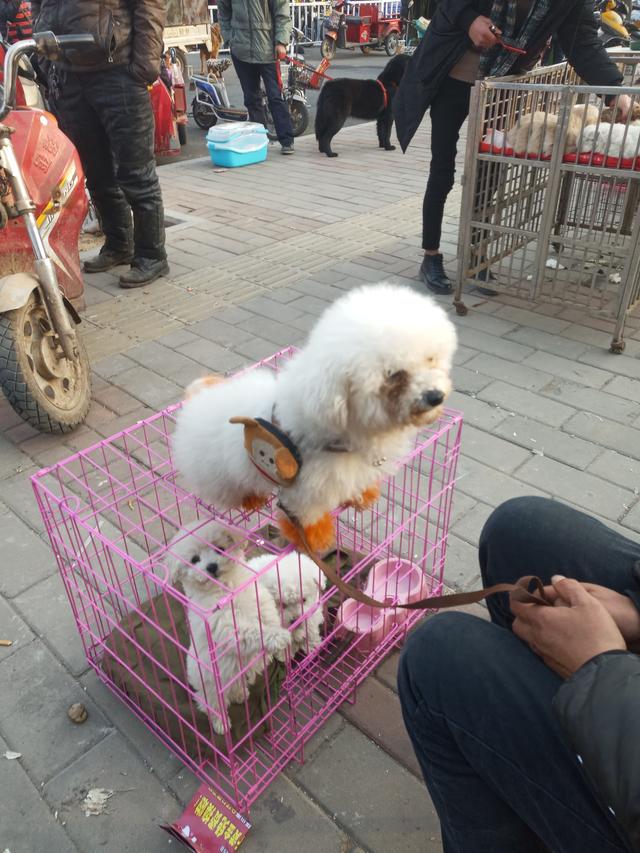 狗市名犬售万元,大爷卖土狗5元没人要,直叹都是狗差距咋这么大