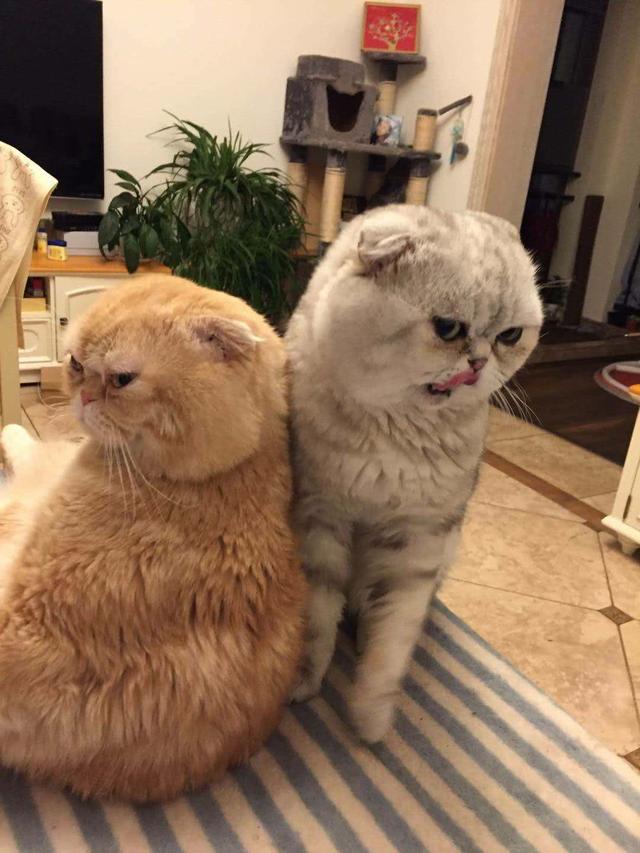 两只猫咪互相瞧不上,画风很清奇,一个妖娆一个可爱让人欲罢不能