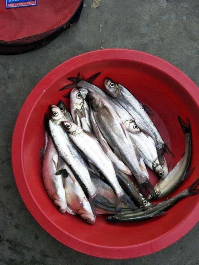 听人说这鱼叫翘嘴!在松山湖一下午钓了10来条,真是鲜活漂亮啊!