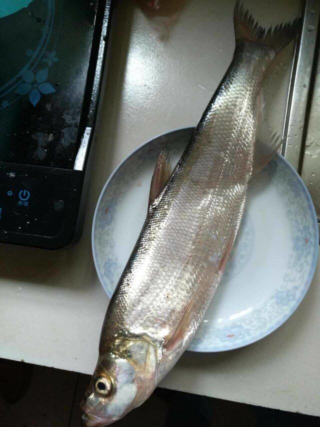 这条大翘嘴鱼盘子装不下