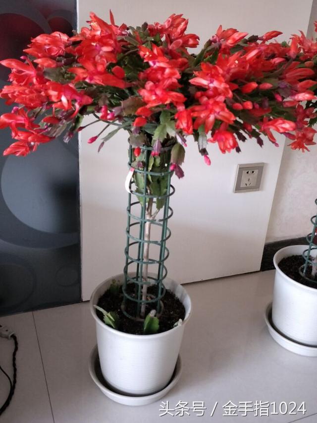 值得参考的蟹爪兰花架
