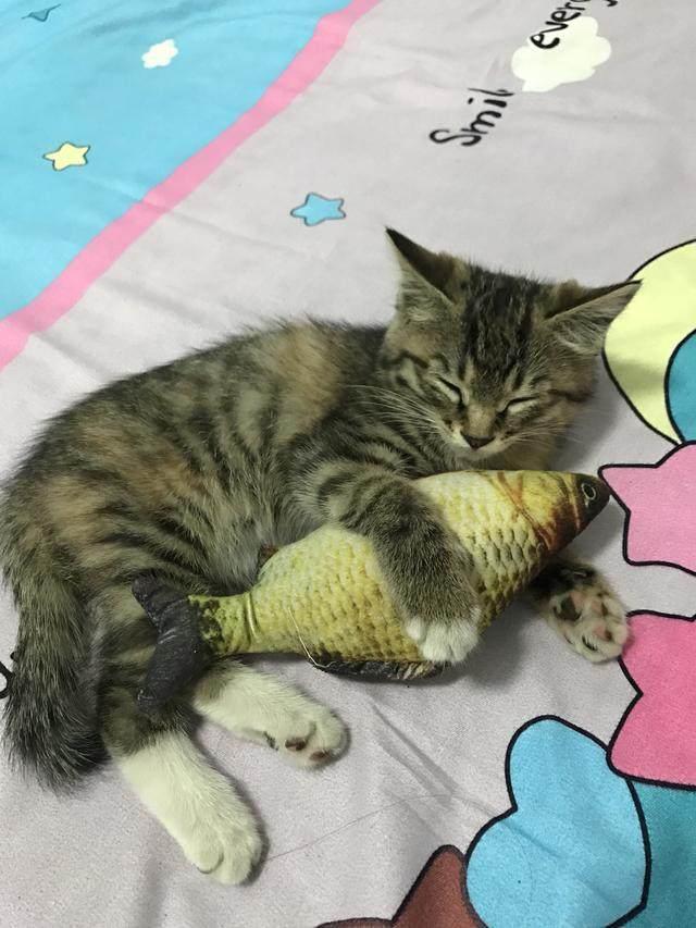 猫咪趁主人不注意做出这事,猫咪做贼心虚的表情太搞笑!