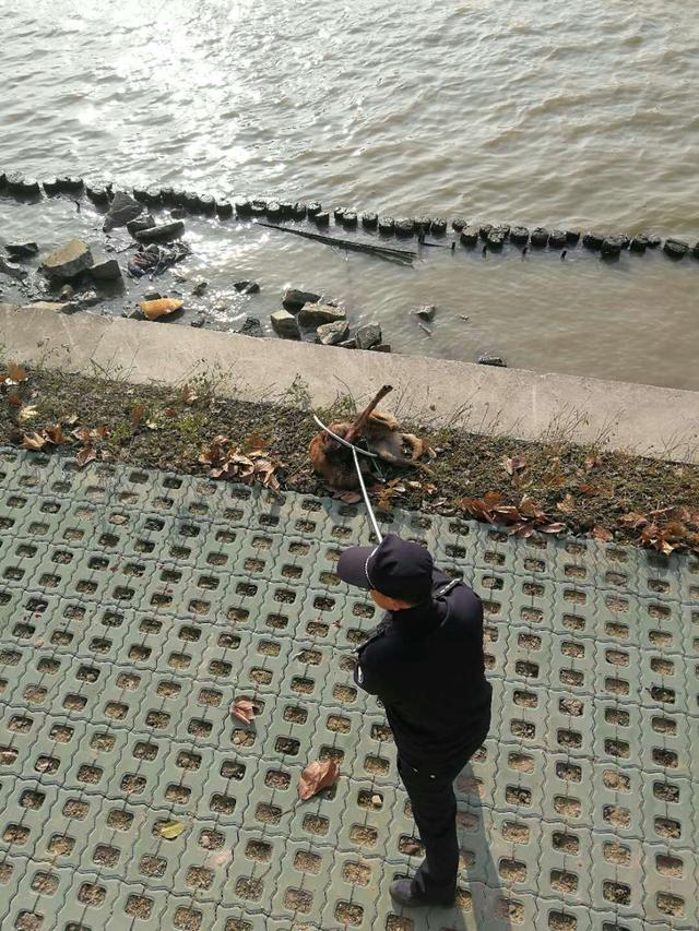 12月12日上午9时许,湖州警方经搜索,在城南水闸河北面东边堤坝发现该