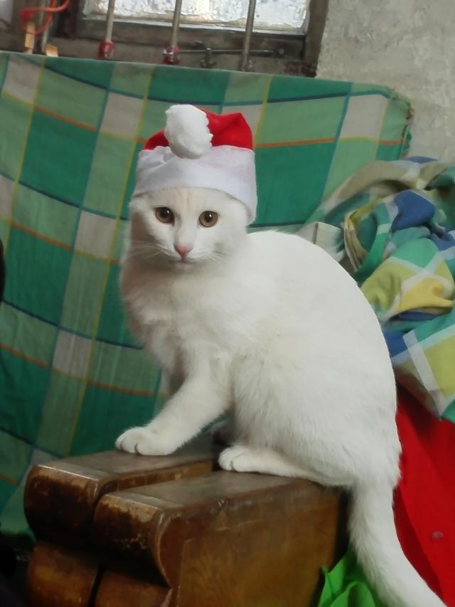 成年猫咪几个月做一次驱虫?