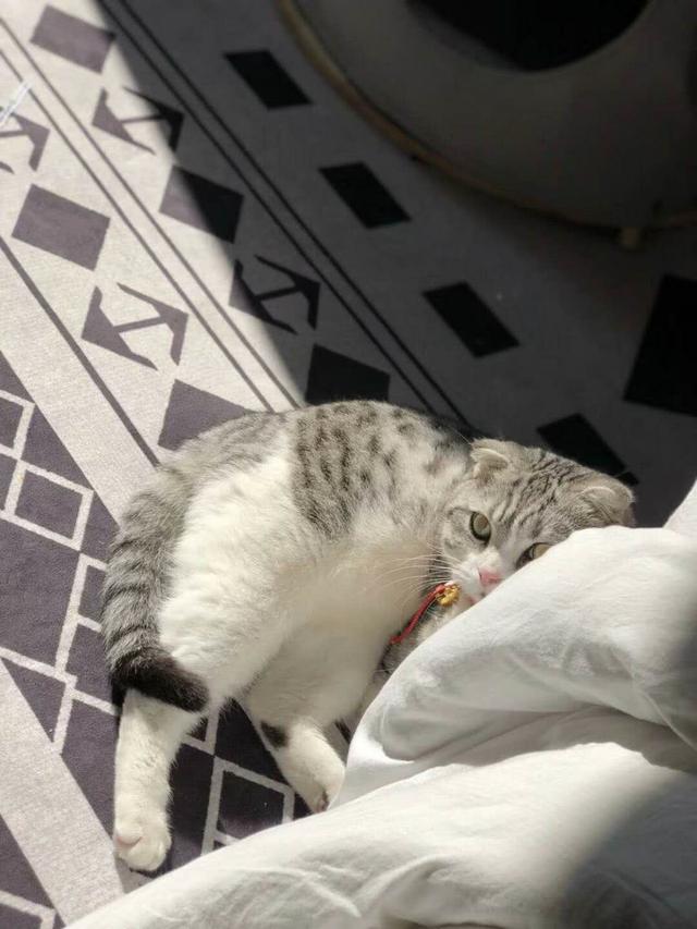 猫咪要吃鱼干被主人拒绝后,委屈巴巴蹲在角落,最后它的表情亮了
