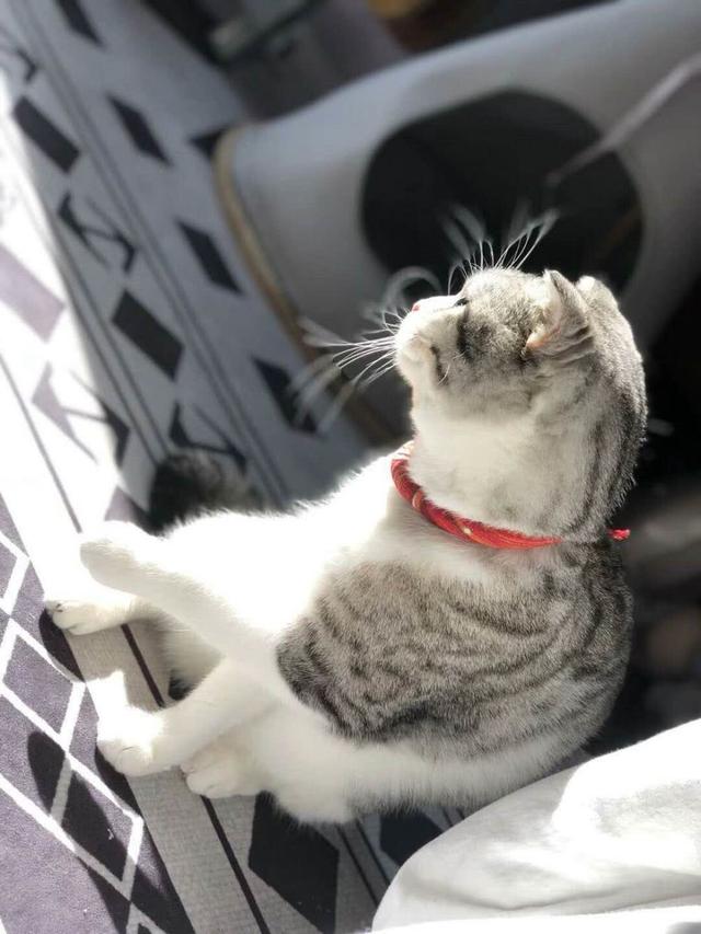 猫咪要吃鱼干被主人拒绝后,委屈巴巴蹲在角落,最后它的表情亮了