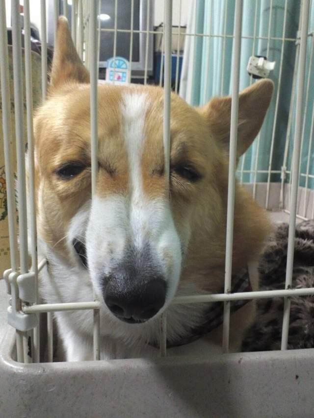 夹缝中求生存的猫猫狗狗们,不是跌到隙缝中就是自己挤到变形