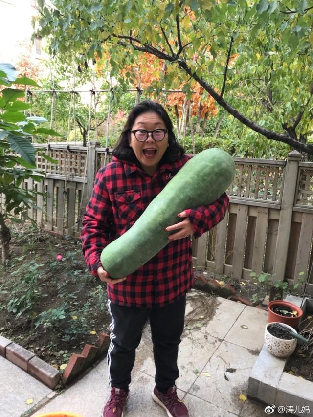 杜海涛母亲晒冬瓜丰收照,老太太这表情笑绝了!