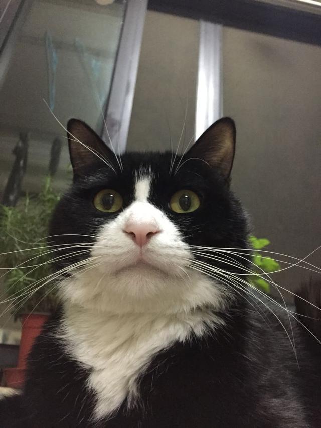 你喜欢奶牛猫吗着一身黑白奶牛猫们看起来都帅帅的