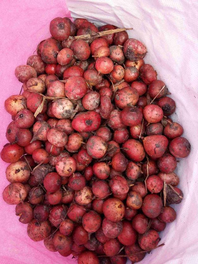 在我们农村有这样的说法:"六月六地瓜熟,七月半地瓜烂",我们村里都叫