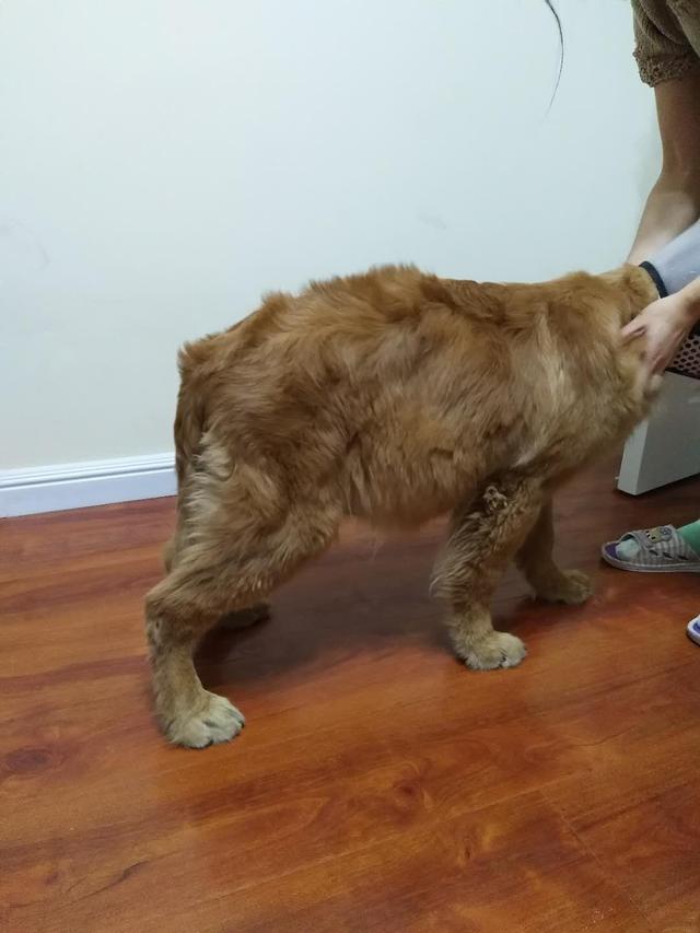 又一宠物狗肚大如球腹积水