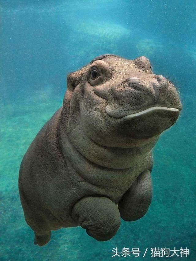 这么可爱的河马宝宝你见过吗?简直萌化!和长大简直天差地别
