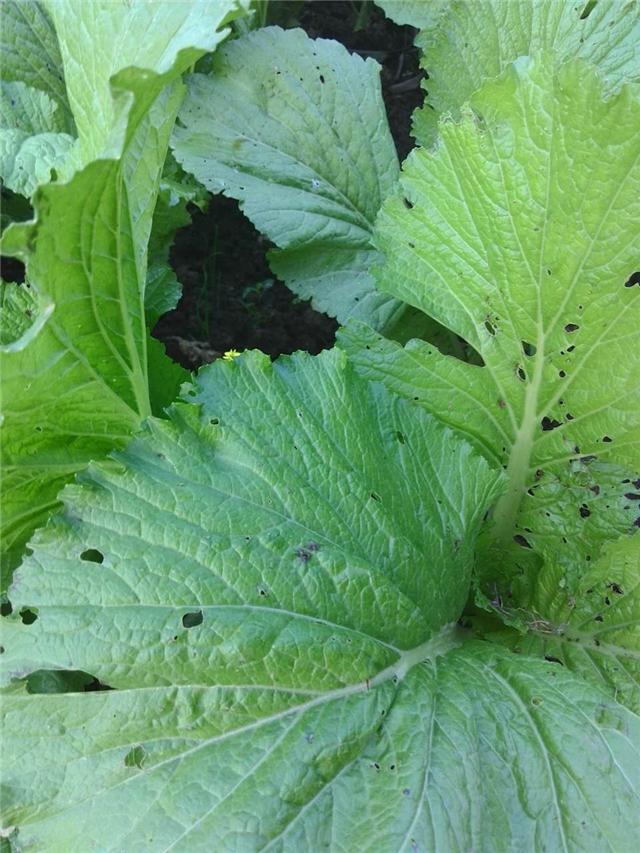 农村妈妈种的菜从不打药,但菜叶上很多虫眼!