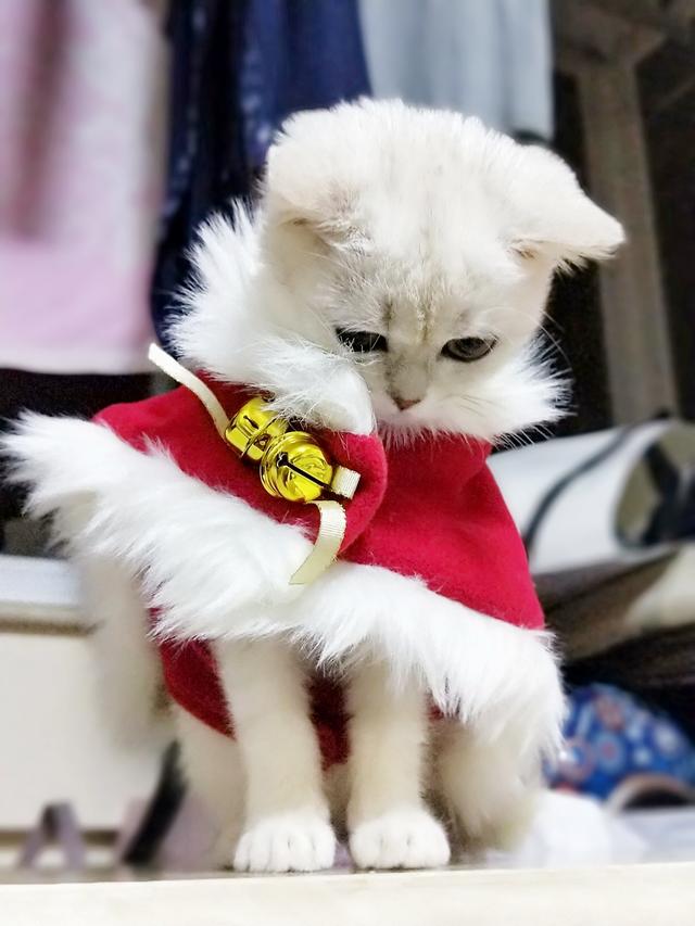 新年换新装,你的萌宠宝宝穿新衣了吗?全幼儿园最可爱哦