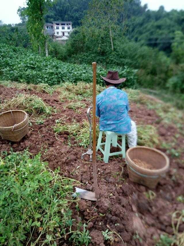 农村老人辛勤劳动,六十几岁干农活让人心酸流泪,大爷说他很满足