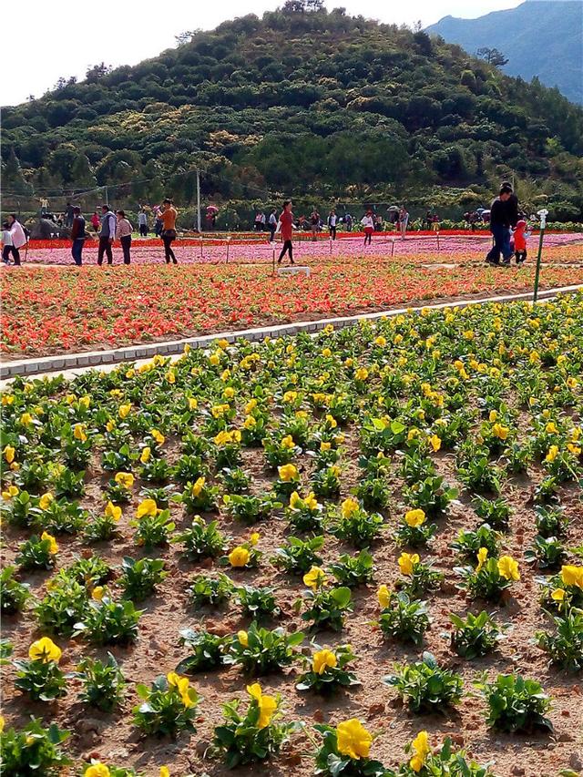以罗浮山最高峰作花海屏障,颠覆前所未有的视觉效果!