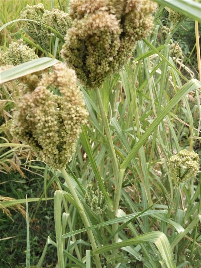 渐渐消失的传统杂粮穇子米你吃过吗