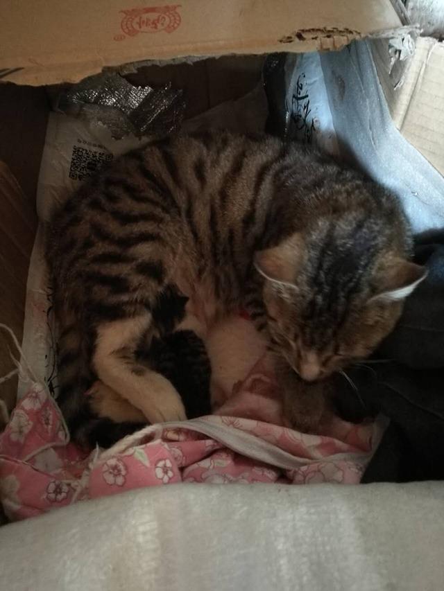 家里喵主子生宝宝,铲屎的第一次接生惊心动魄!紧张的不得了!