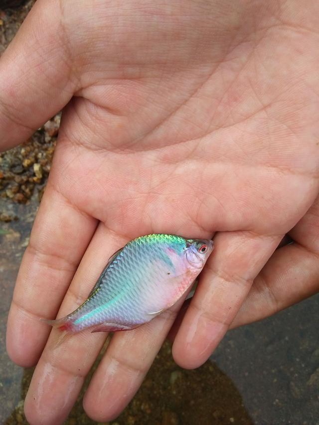 5,葫芦子鱼:葫芦子的个体很小,但是其味道却非常好.