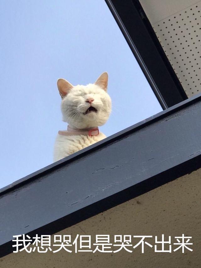 可是请你们做好表情管理啊!喂!