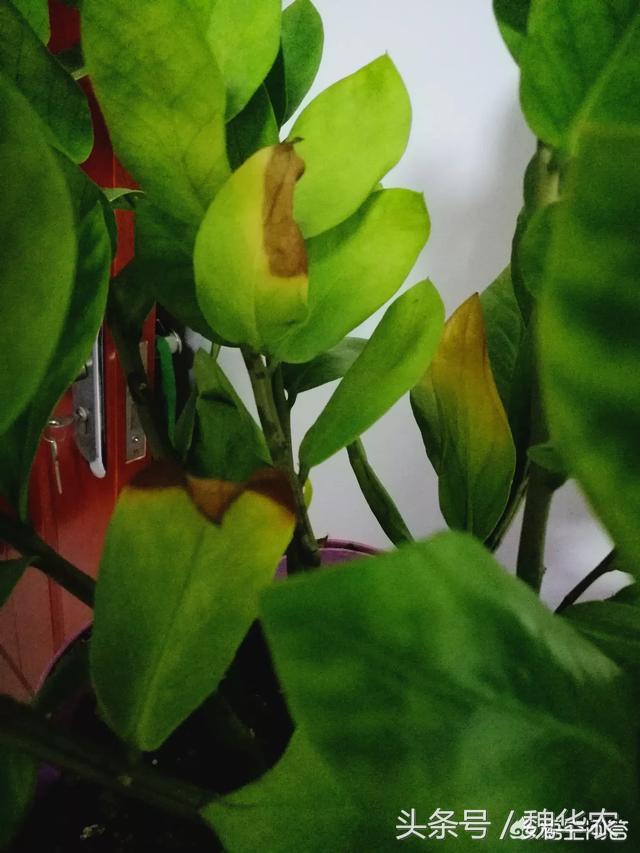 金钱树病害分析与养护指导建议,学会这些,植物就会快速恢复健康