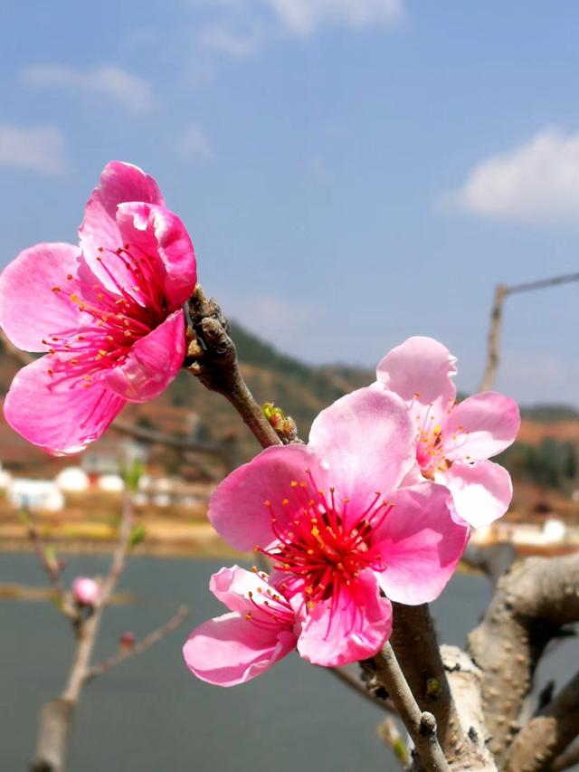 云南人烟稀少的桃花岛从昆明开车两小时就到