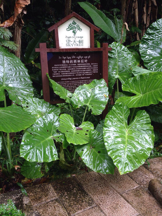 搞笑的热带雨林—西双版纳