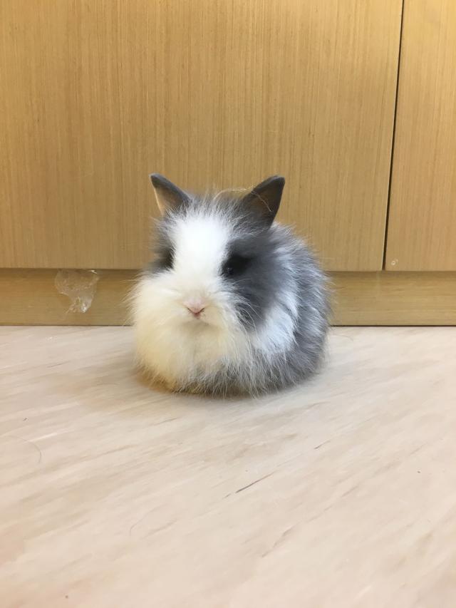 这只兔子颜值也太高了吧:正面长得像布偶猫 背影像柯基