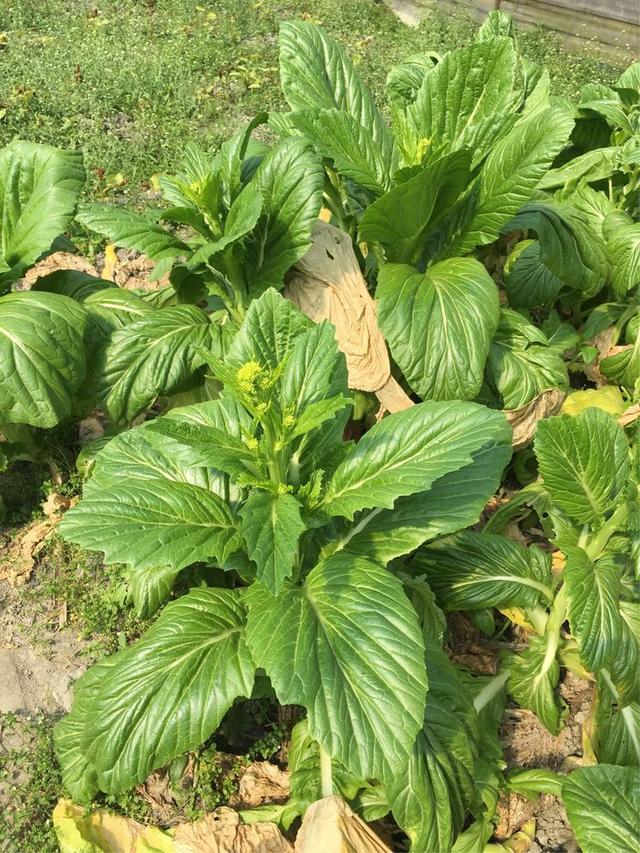 冲菜:一道美味的川西农家下饭菜|芥菜|农家|儿菜_新浪新闻