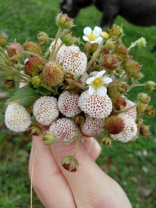 春天山里的"白米泡",口感香甜软糯,有谁吃过吗?