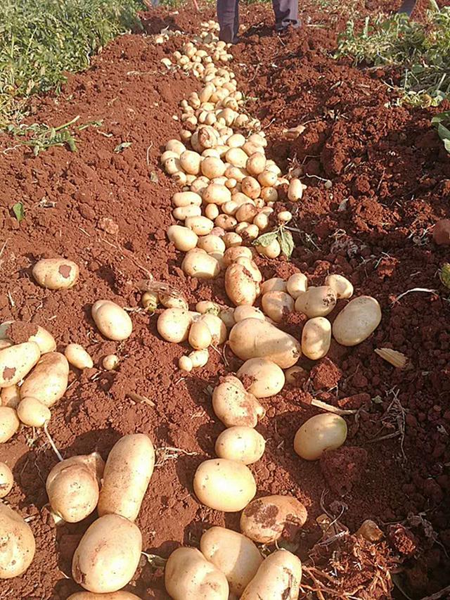 葡萄园内套种冬马铃薯在大理宾川获成功农户每亩多收数千元