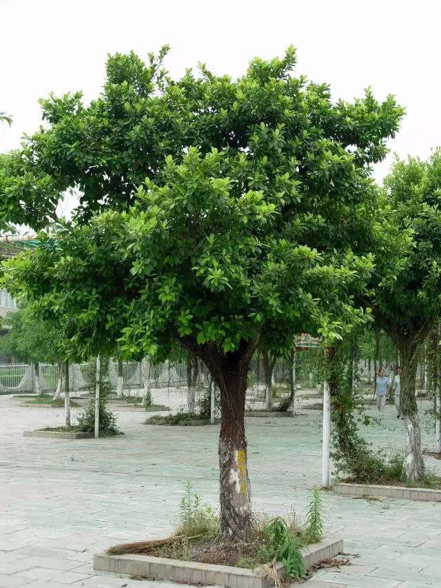 白鹭洲|菩提树|行道树_新浪新闻