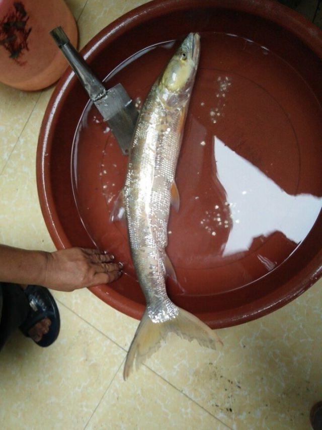 今天就品尝一番这个"淡水鲨鱼",红烧平头鳡!