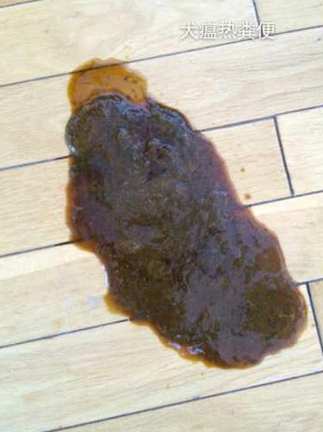 这是一篇下饭的文章狗粪便与狗健康