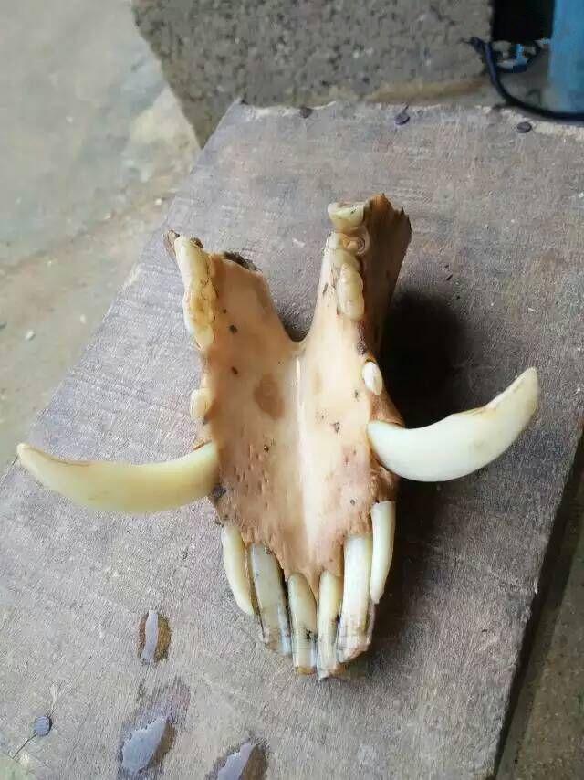 神仙八卦:黄狮精为什么要开"钉耙宴"而不是"金棒宴"?