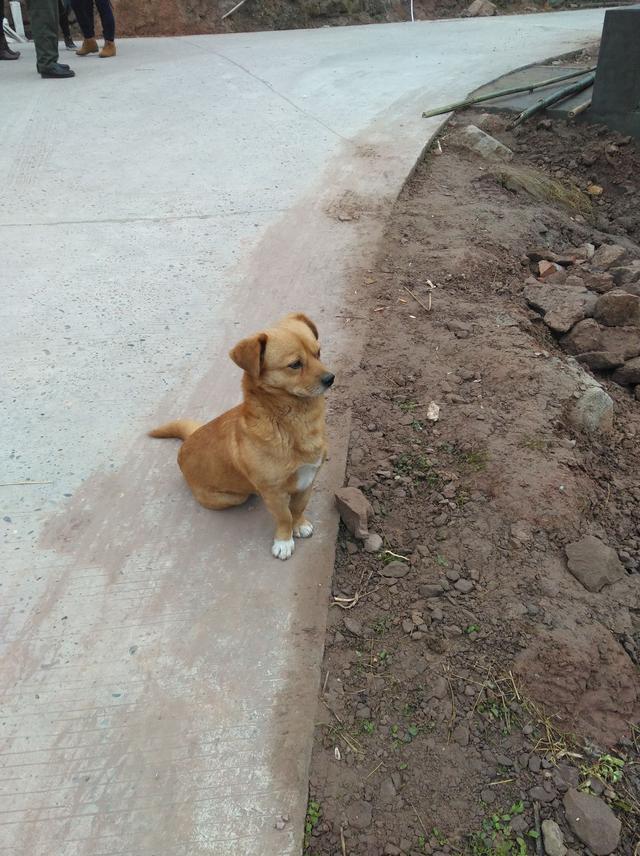 乡村公路上等车看见的狗狗,真的是好威武好有范