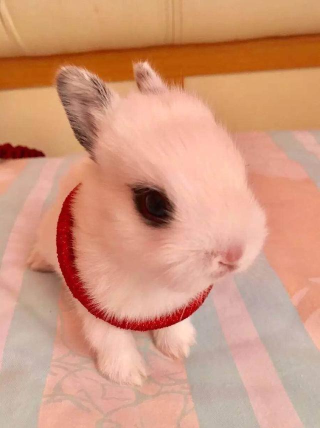 宠物篇兔子10家养宠物兔应该怎么喂