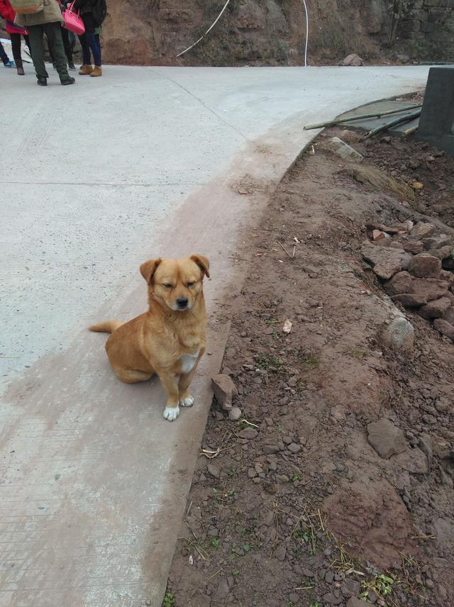 乡村公路上等车看见的狗狗,真的是好威武好有范