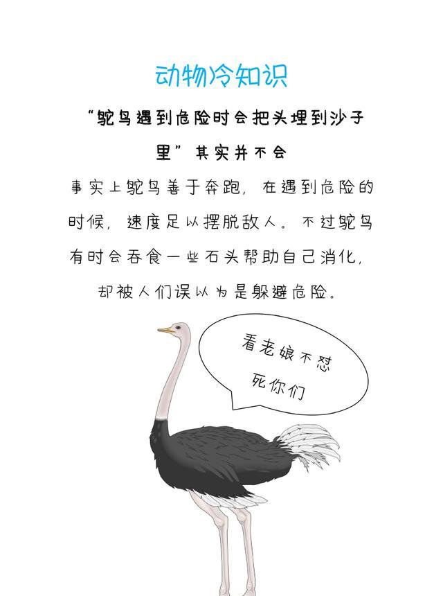 八个动物冷知识,看你知道几个!|布偶猫|鸵鸟|青蛙_新浪网