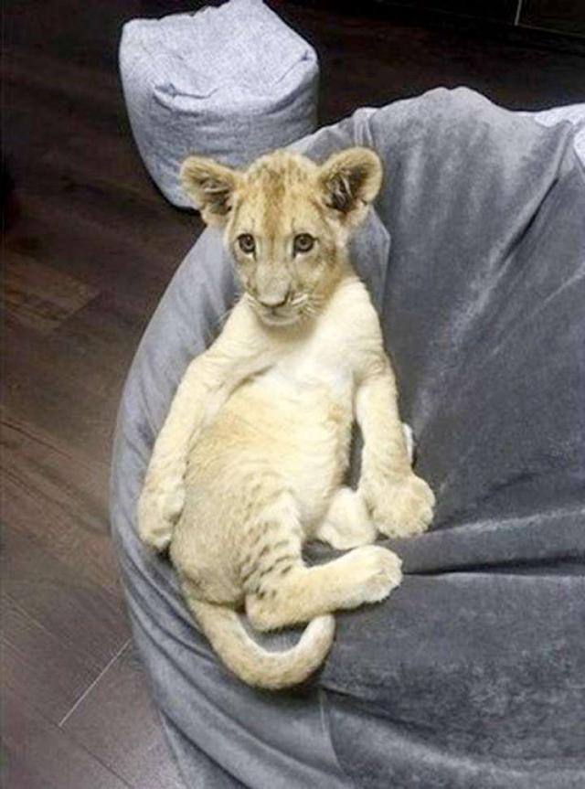 养狮子当宠物,它最爱看体育节目!