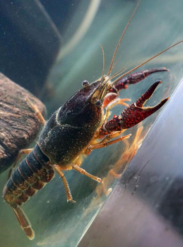 这种动物和龙虾长的一样,味道却更加鲜美,如今已经很少见了